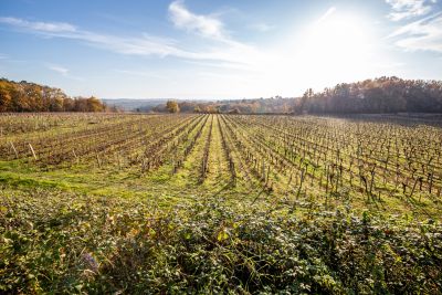 Sale Wine estate Bordeaux 8&nbsp;Rooms 250&nbsp;m²