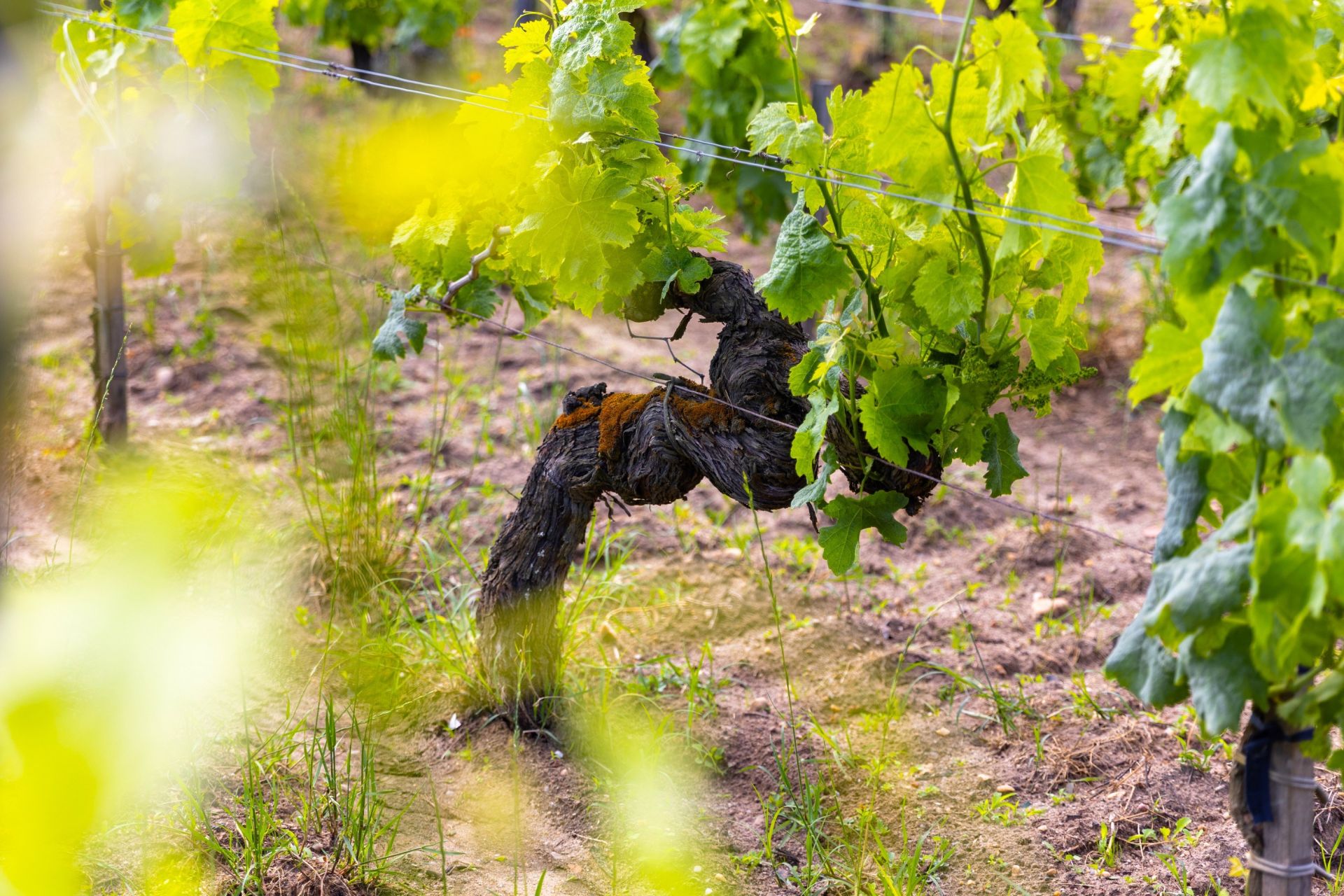 wine estate 5 Rooms for sale on BORDEAUX (33000)