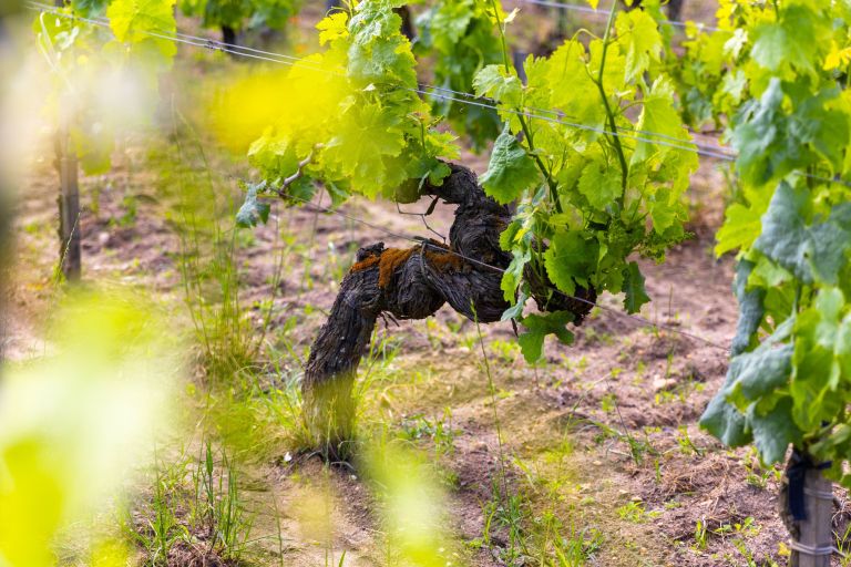 wine estate 5 Rooms for sale on BORDEAUX (33000)
