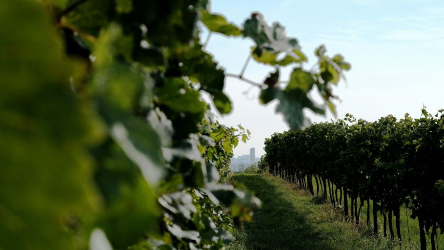 propriété viticole 5 Pièces en vente sur BORDEAUX (33000)