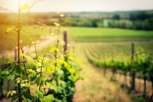 Our prestigious vineyards properties in Bordeaux