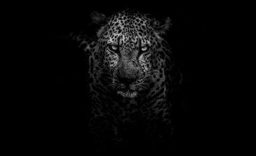 WILD MOOD ....
