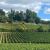 The vineyard properties for sale with Bordeaux Sotheby’s International Realty